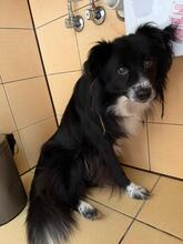 SAMI, Hund, Mischlingshund in Groß-Umstadt