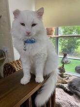 BENYA, Katze, Langhaarkatze in Ukraine