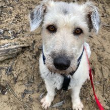 MAJA, Hund, Mischlingshund in Pullach