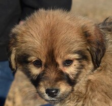 KARAMELL, Hund, Mischlingshund in Liechtenstein