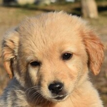 KRÜMEL, Hund, Mischlingshund in Ungarn