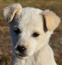 KOKOS, Hund, Mischlingshund in Ungarn