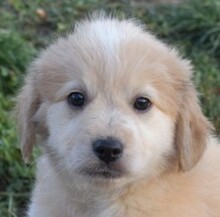 KIWI, Hund, Mischlingshund in Ungarn