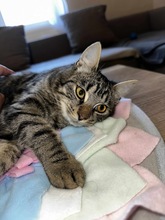 HADES, Katze, Hauskatze in Ungarn