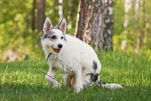 TOBBY, Hund, Mischlingshund in Russische Föderation