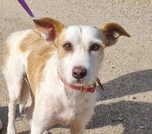 TOBY, Hund, Ratonero Bodeguereo Andaluz/ Podenco in Spanien