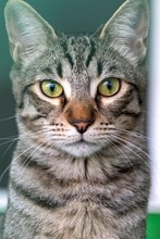 SACO3, Katze, Europäisch Kurzhaar in Oberhausen