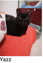 YAZZ, Katze, Europäisch Kurzhaar in Oberhausen