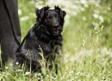 BLACKJACK, Hund, Mischlingshund in München