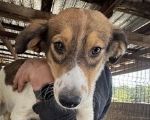 SIDNEY, Hund, Mischlingshund in Leichlingen