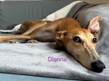 DIANNA, Hund, Galgo Español in Mels