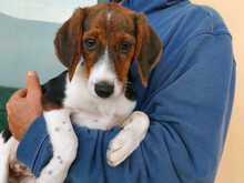 SMIRNA, Hund, Mischlingshund in Pirna