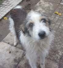 OLIVIA, Hund, Mischlingshund in Kiel