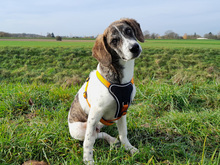 DARIO, Hund, Mischlingshund in Augsburg