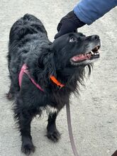 RONNA, Hund, Cocker Spaniel-Mix in Dittelsheim-Heßloch