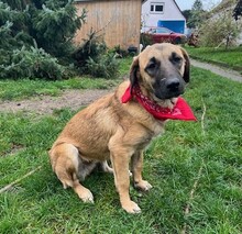 KEKS, Hund, Labrador Retriever in Bad Peterstal-Griesbach