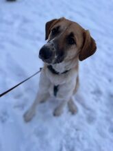 FRIEDA, Hund, Labrador Retriever in Hamburg