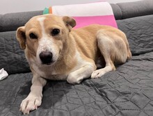 PANINI, Hund, Mischlingshund in Rumänien