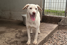 CLIZIA, Hund, Golden Retriever-Mix in Italien