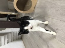 DARIA, Katze, Europäisch Kurzhaar in Langenhagen