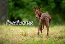 POCAHONTAS, Hund, Mischlingshund in Neustadt