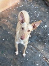 AARON, Hund, Mischlingshund in Spanien