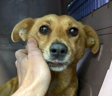 RHIANNA, Hund, Mischlingshund in Maßbach