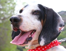 ORESTIS, Hund, Mischlingshund in Griechenland