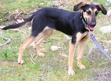 STARLET, Hund, Mischlingshund in Griechenland