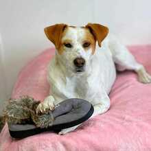 LEVI, Hund, Mischlingshund in Berlin