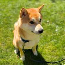 FIETE, Hund, Shiba Inu in Spiegelau