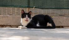 KERMIT, Katze, Hauskatze in Griechenland