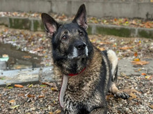 LAGO, Hund, Schäferhund in Hamburg