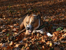AIKO, Hund, American-Staffordshire-Terrier-Mischling in Hamburg