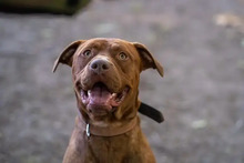 TAMME, Hund, American Staffordshire Terrier-Mix in Hamburg