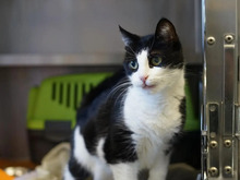 BAO, Katze, Europäisch Kurzhaar in Hamburg