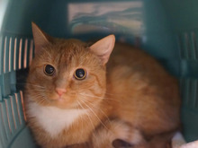 WICKIE, Katze, Europäisch Kurzhaar in Hamburg