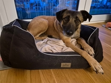 SITARA, Hund, Mischlingshund in Rottenburg