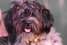 ROBBY, Hund, Shih Tzu Mischling in Berlin