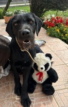 CAPKO, Hund, Mischlingshund in Bissendorf