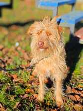 KEKS, Hund, Mischlingshund in Bissendorf