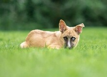 ANOUKA, Hund, Mischlingshund in Bad Dürkheim