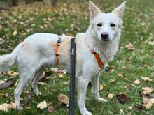 YUKO, Hund, Mischlingshund in München