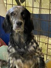 HELVETIA, Hund, English Setter in Langenscheid
