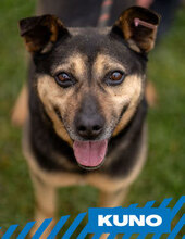 KUNO, Hund, Mischlingshund in Bulgarien