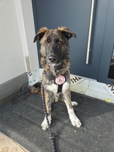 CARLO, Hund, Mischlingshund in Kallmünz