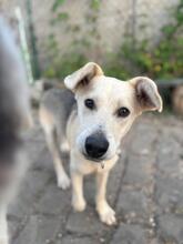 DOBBY, Hund, Mischlingshund in Hamburg