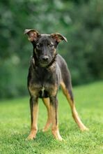 AGATHA, Hund, Mischlingshund in Russische Föderation