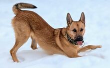 TAMANI, Hund, Mischlingshund in Winzenburg