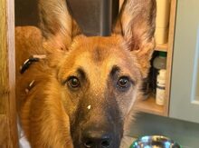 QUINCY, Hund, Mischlingshund in Köln